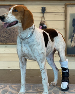 Load image into Gallery viewer, Custom Canine Tarsal (Ankle/Hock) Brace
