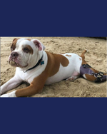 Load image into Gallery viewer, Custom Canine Stifle (Knee) Brace
