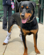 Load image into Gallery viewer, Custom Canine Tarsal (Ankle/Hock) Brace
