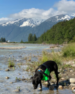 Cargar imagen en el visor de la galería, Canine Full Limb Prosthetic - Thermoformed Plastic Body Jacket
