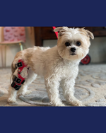 Load image into Gallery viewer, Custom Canine Stifle (Knee) Brace
