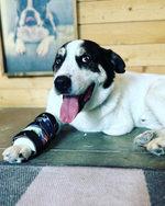 Load image into Gallery viewer, Custom Canine Carpal Brace (Wrist Brace)
