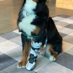Cargar imagen en el visor de la galería, Custom Canine Carpal Brace (Wrist Brace)
