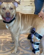 Load image into Gallery viewer, Custom Canine Stifle (Knee) Brace
