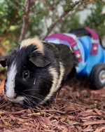 Load image into Gallery viewer, Thermoformed Plastic Animal Wagon
