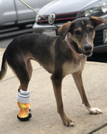 Cargar imagen en el visor de la galería, Custom Partial Prosthetic Limbs | Canine Prosthetics
