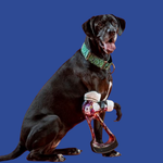 Load image into Gallery viewer, Able-bodied Prosthetic
