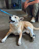 Load image into Gallery viewer, Custom Canine Tarsal (Ankle/Hock) Brace
