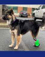 Cargar imagen en el visor de la galería, Custom Partial Prosthetic Limbs | Canine Prosthetics
