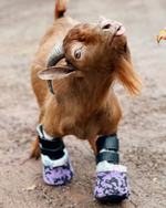 Cargar imagen en el visor de la galería, Custom Partial Prosthetic Limbs | Canine Prosthetics
