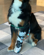 Load image into Gallery viewer, Custom Canine Carpal Brace (Wrist Brace)
