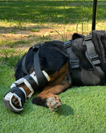 Load image into Gallery viewer, Custom Canine Tarsal (Ankle/Hock) Brace
