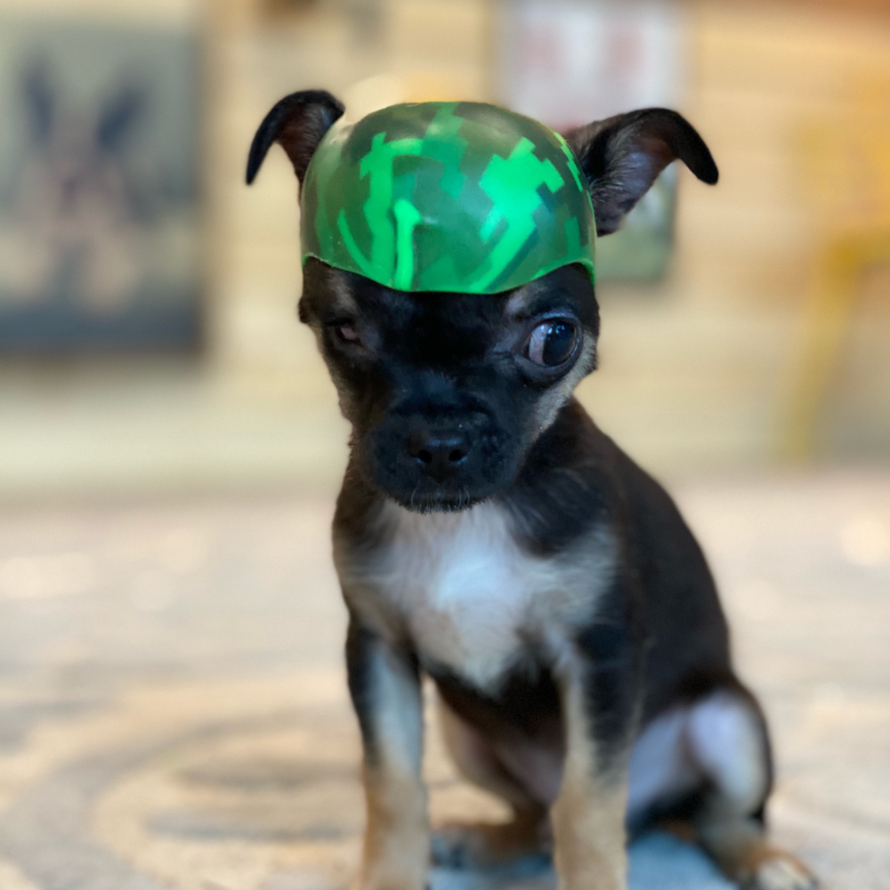 ls2 doggie dog helmet Lesypet for Small Breed, Small Dog Motorcycle Helmet for Outdoor Motorcycling Dogs Hat Safety Hat for Cats Puppies, Black S : Pet Supplies Our custom SlowTon Dog Helmet and Goggles,