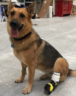 Cargar imagen en el visor de la galería, Custom Partial Prosthetic Limbs | Canine Prosthetics
