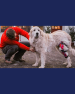 Load image into Gallery viewer, Custom Canine Stifle (Knee) Brace
