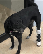 Load image into Gallery viewer, Custom Canine Tarsal (Ankle/Hock) Brace
