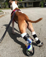 Cargar imagen en el visor de la galería, Custom Partial Prosthetic Limbs | Canine Prosthetics
