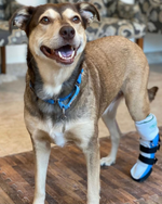 Load image into Gallery viewer, Custom Canine Tarsal (Ankle/Hock) Brace
