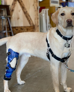 Load image into Gallery viewer, Custom Canine Stifle (Knee) Brace
