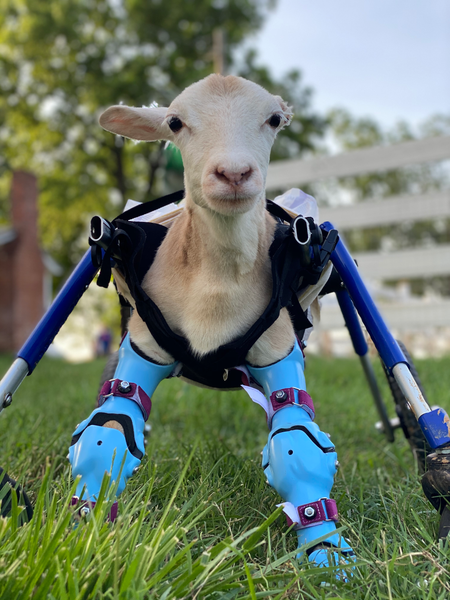 Dog Prosthetics | Pet Prosthetics | Bionic Pets