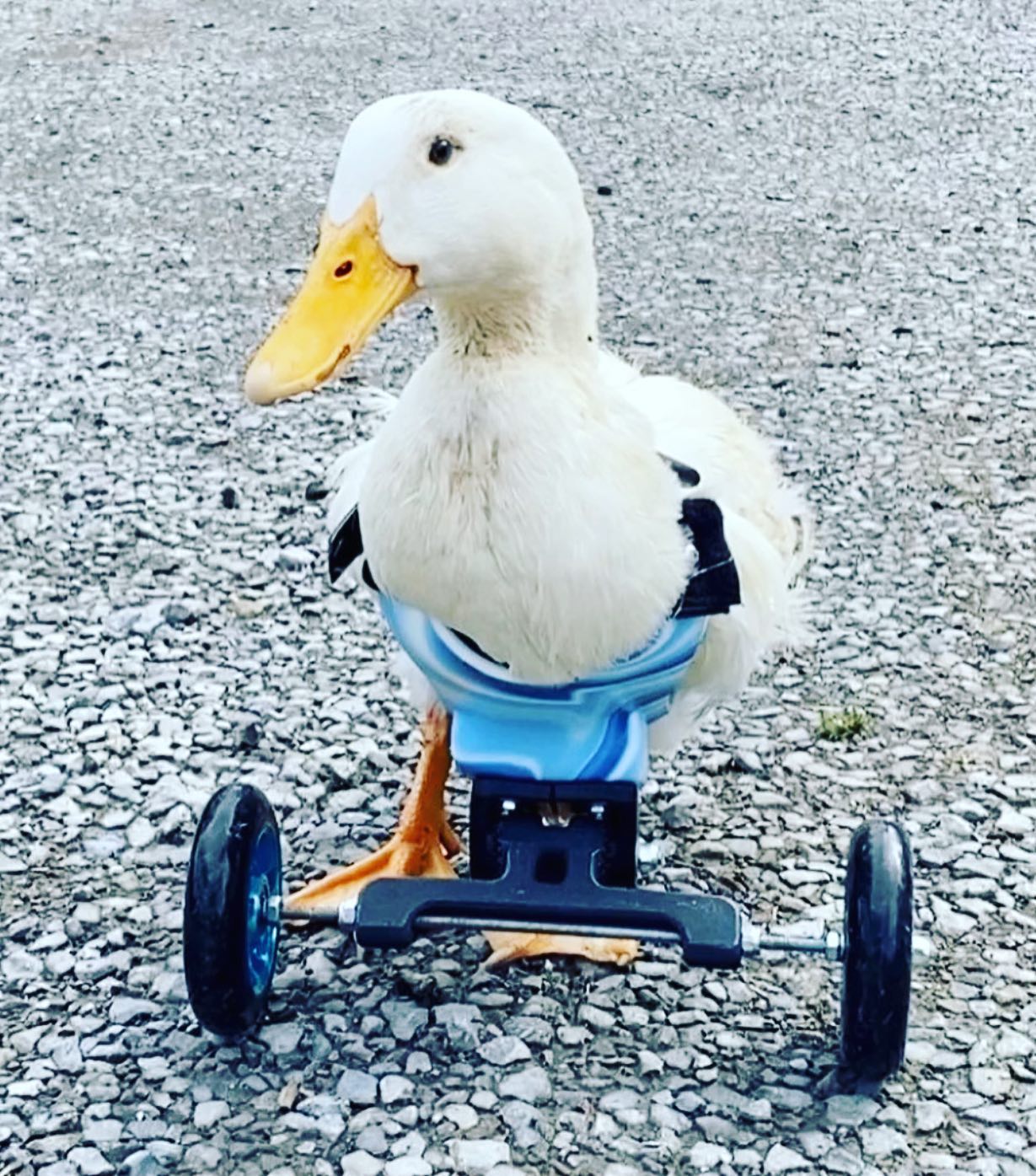 Avian Wheelchair – Bionic Pets