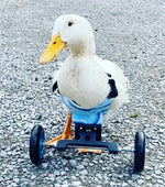 Load image into Gallery viewer, Avian Wheelchair

