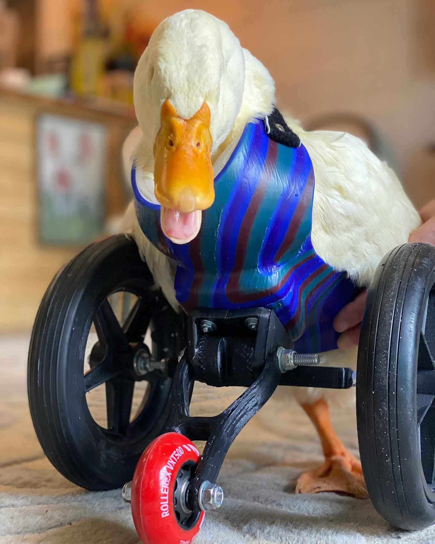 Avian Wheelchair – Bionic Pets