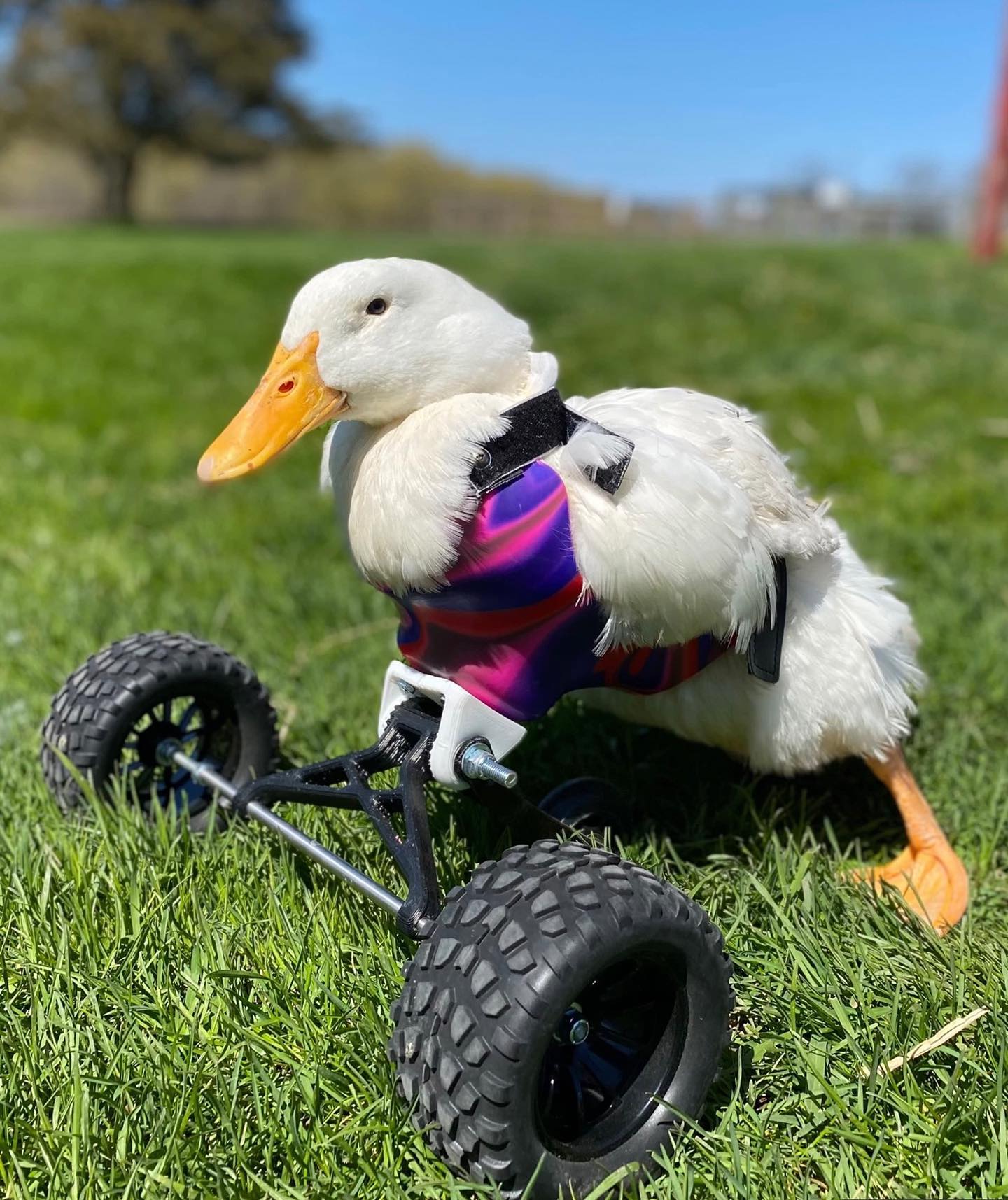 Avian Wheelchair – Bionic Pets