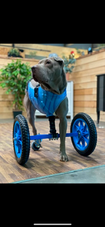 Cargar imagen en el visor de la galería, Thermoformed Plastic Animal Wagon
