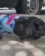 Load and play video in Gallery viewer, Thermoformed Plastic Animal Wagon
