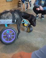 Load and play video in Gallery viewer, Thermoformed Plastic Animal Wagon
