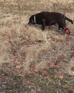 Load and play video in Gallery viewer, Custom Canine Tarsal (Ankle/Hock) Brace
