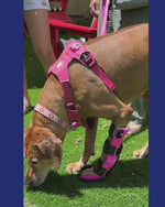 Load and play video in Gallery viewer, Custom Canine Carpal Brace (Wrist Brace)
