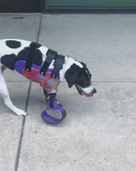 Cargar y reproducir el video en el visor de la galería, Canine Full Limb Prosthetic - Thermoformed Plastic Body Jacket

