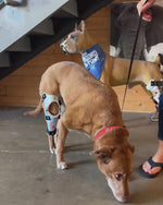 Load and play video in Gallery viewer, Custom Canine Stifle (Knee) Brace
