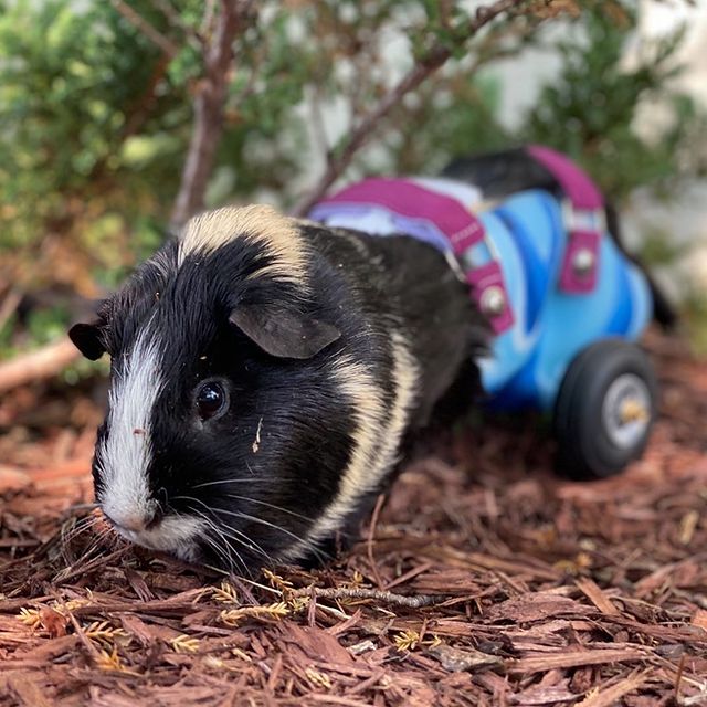Wagons for Guinea Pigs