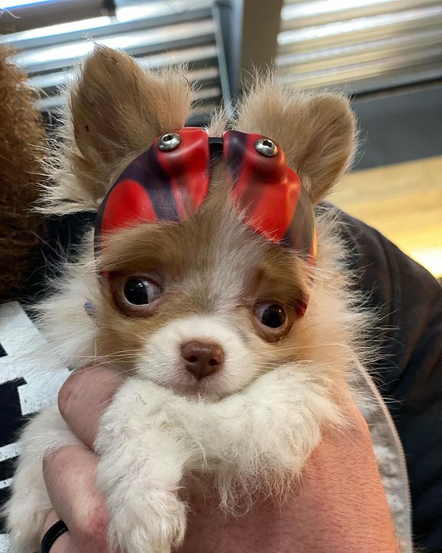 Cranial Helmet for Puppy