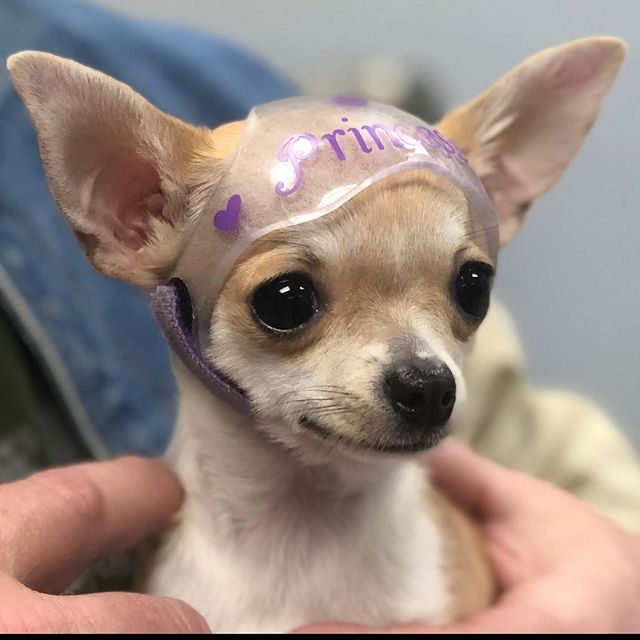 Small Canine Cranial Helmet