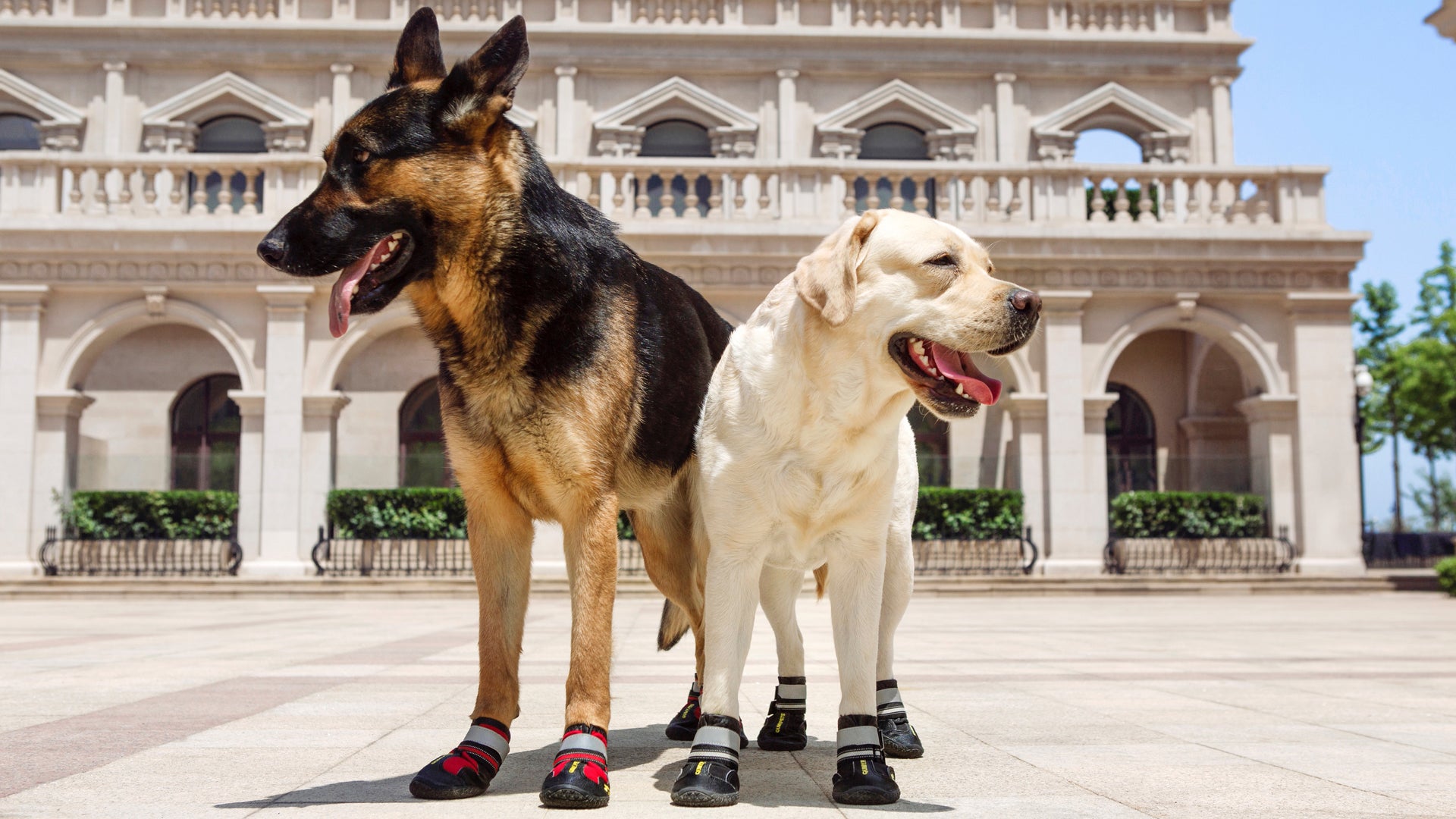 Medium dog shoes Clearance