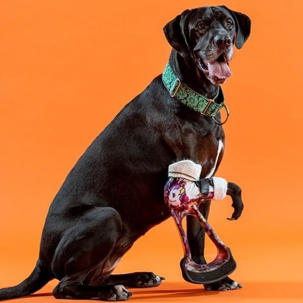 Pet prosthetics | Canine prosthetics | Bionic Pets Prosthetics