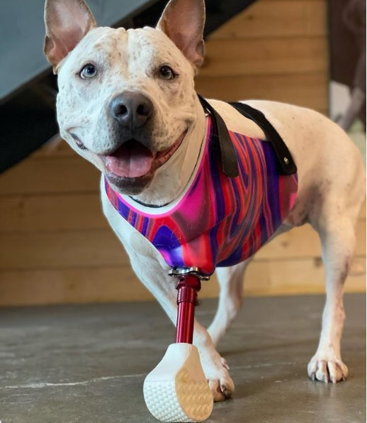 Canine Full Limb Prosthetic - Thermoformed Plastic Body Jacket