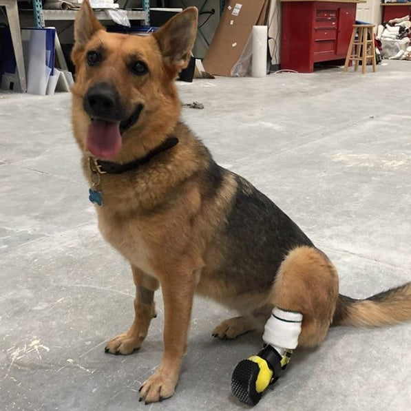Canine Partial Limb Prosthetic (Solid)