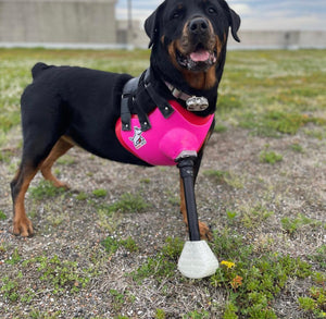 Canine Full Limb Prosthetic - Thermoformed Plastic Body Jacket