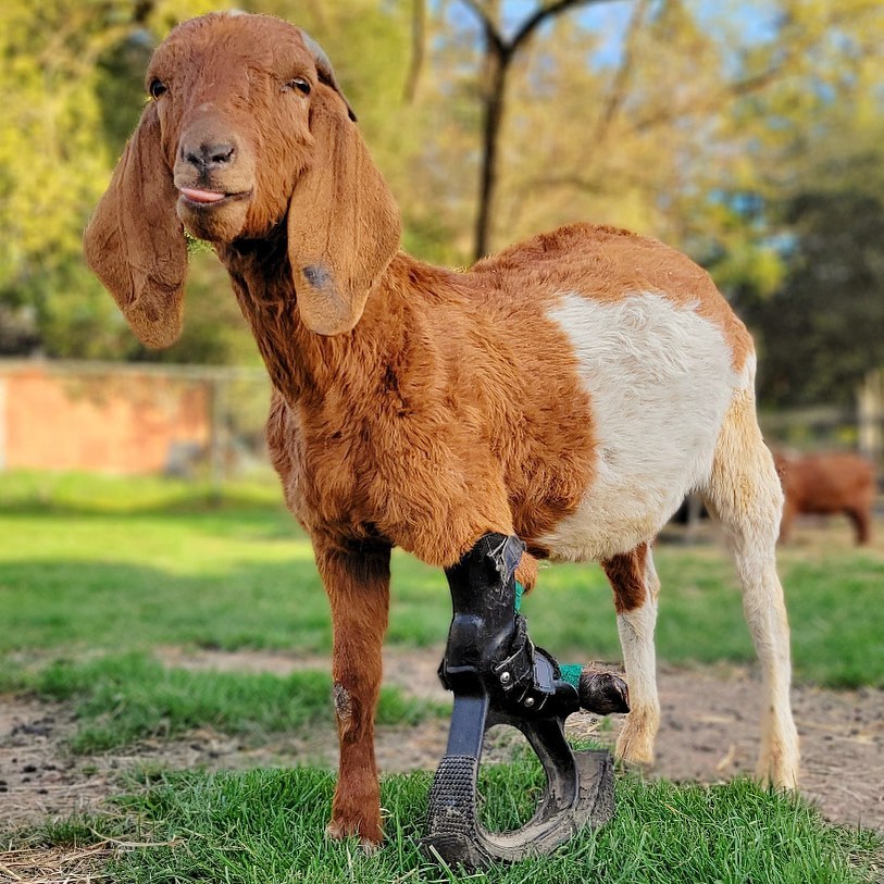 Able-bodied Prosthetic – Bionic Pets