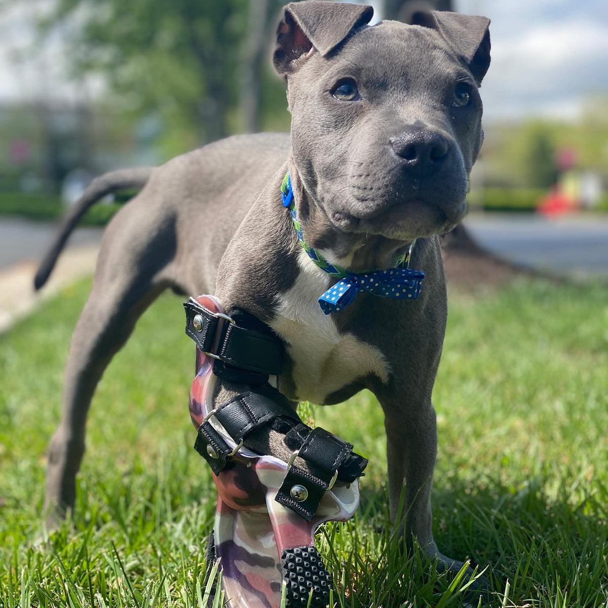 Able-bodied Prosthetic – Bionic Pets