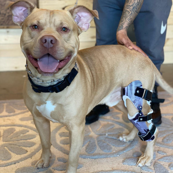 Custom Dog Leg Braces Dog Knee Brace For Acl Tear Stifle Braces