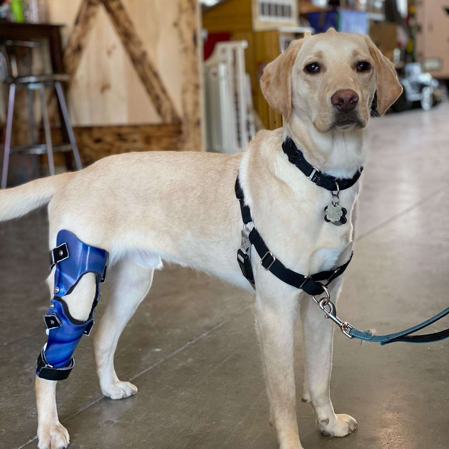 Leg brace orders for dog acl injury